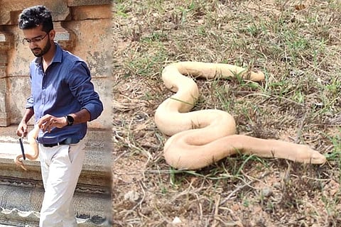 White Snake