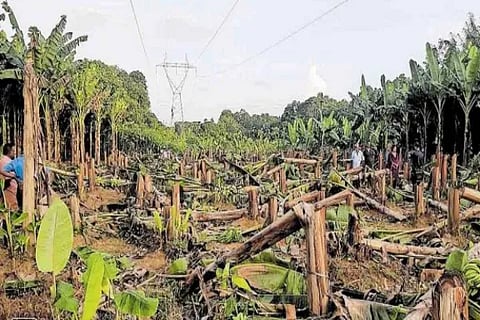banana crop