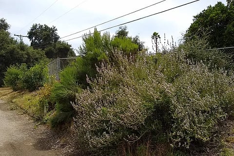 bushes