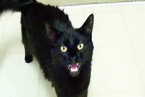 cat
