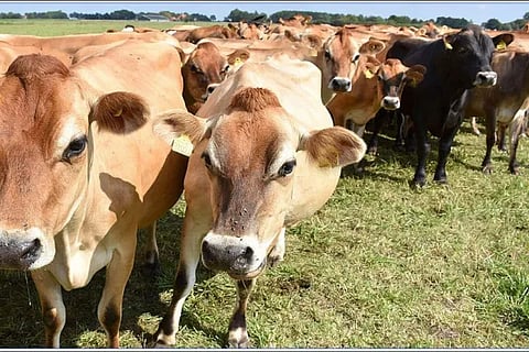 cow