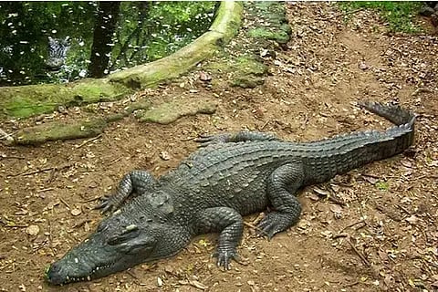 crocodile