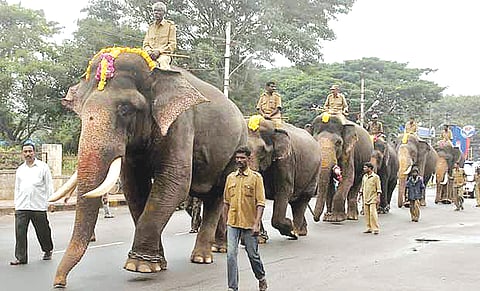 dasara-elephants-2013
