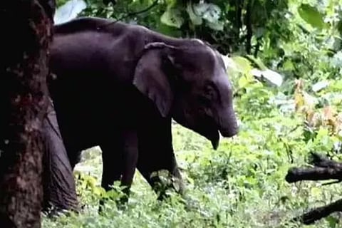 elephant (1)