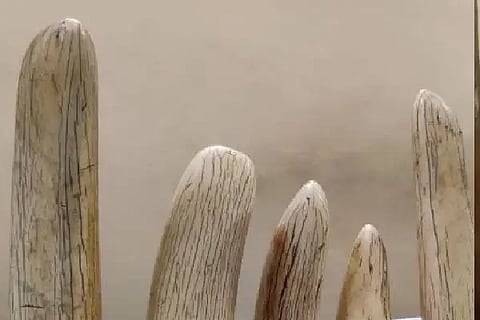 elephant