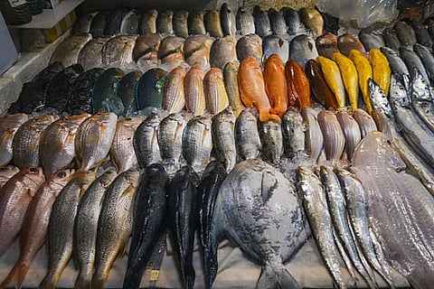 fish