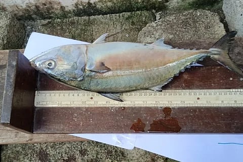 fish
