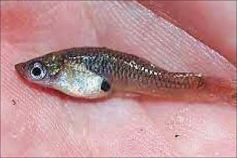 fish