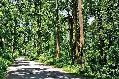forest