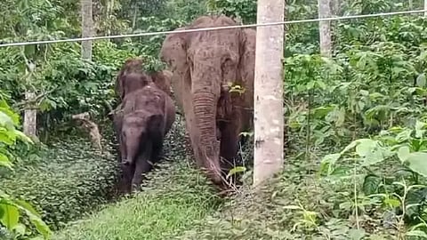 mdg elephnt