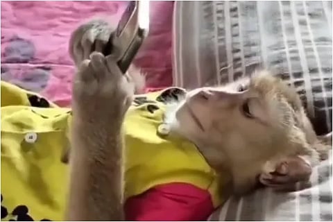 monkey viral