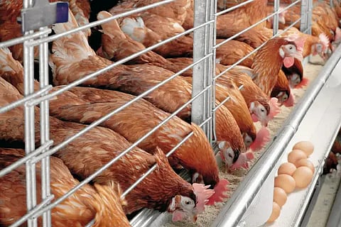 poultry