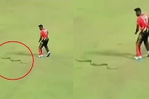 snake lpl web