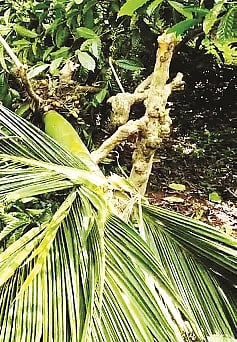 ಚಿತ್ರ 21ಎಸ್ ಡಿ ಪಿ 01-
