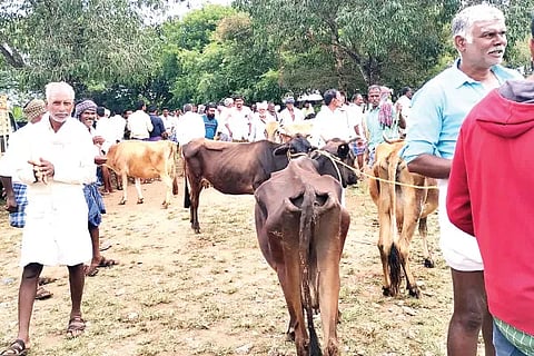 Cattle (2)