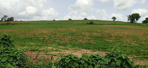 Crop Loss shiggavi