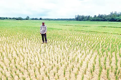 Paddy Crop