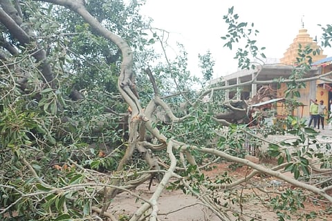 Peeple Tree