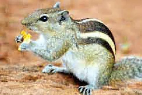 Sparrow