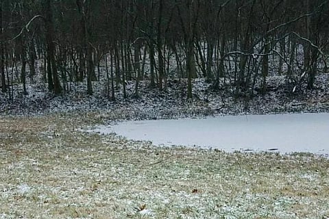 Spot the Dog 01