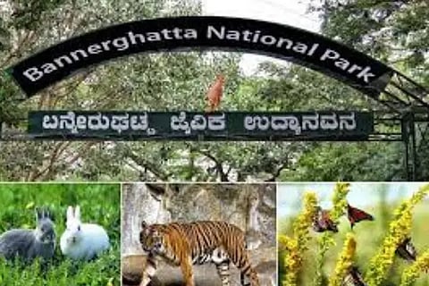 bannerughatta