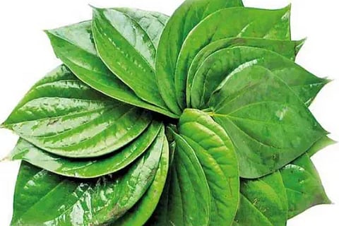 betel leaf