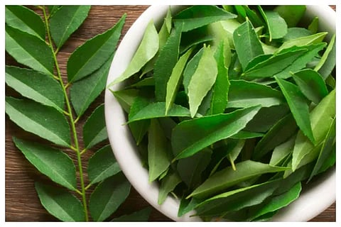 c leaf