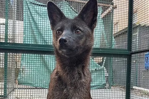 dog