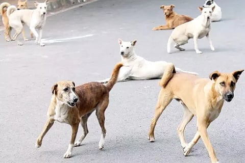dog fight