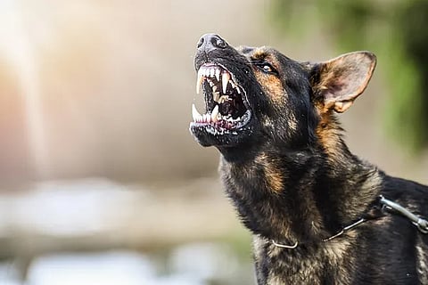 dog