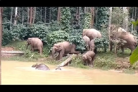 elephant