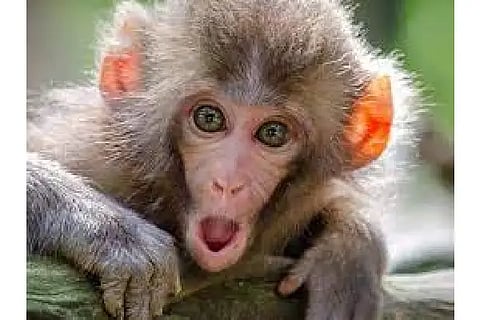 monkey download