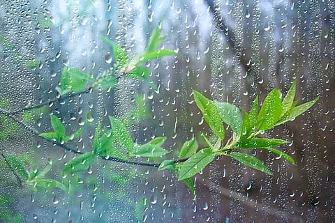 rain (1)