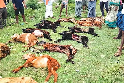 sheep died