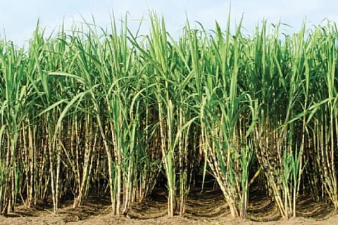 sugarcane