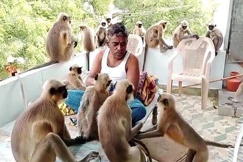 Animal Love