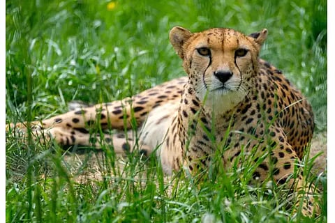 CHEETA