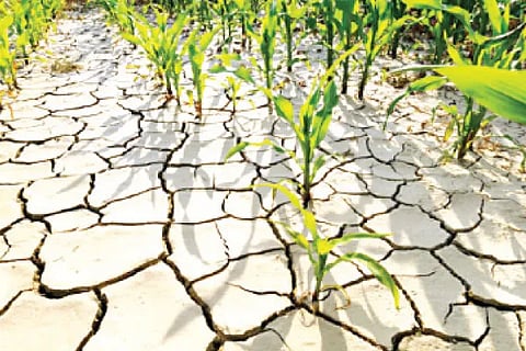 Drought (3)