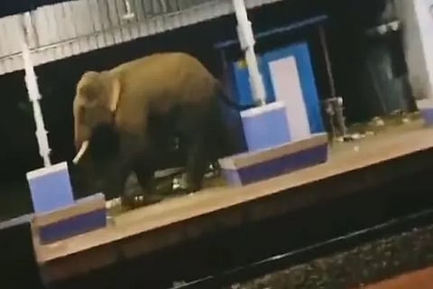 Elephant