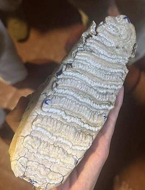 Elephant Molar teeth set seized