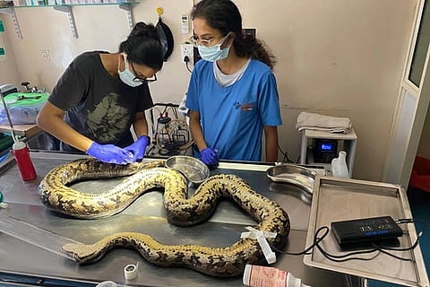 Python