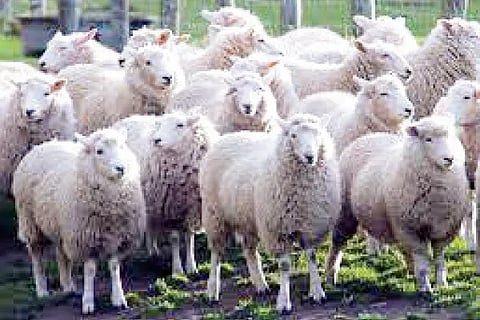 Sheep