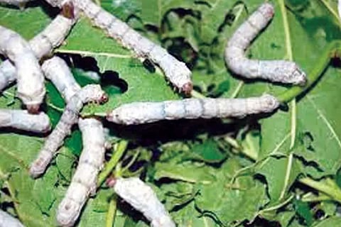 Silk worm