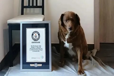 bobi