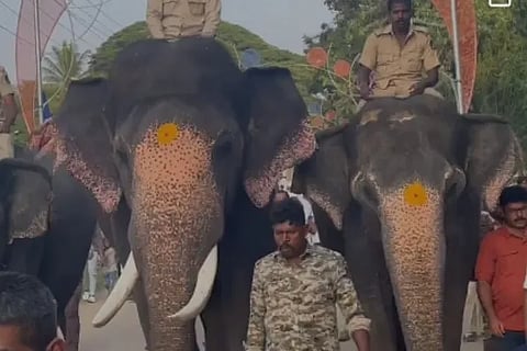 elephant