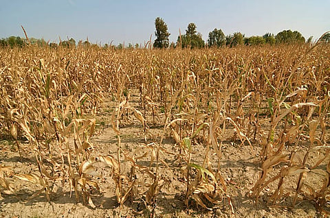Dry season in a corn field.