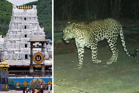 leopard