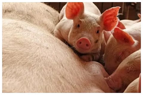 piggggg