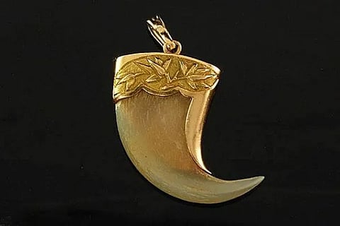 tiger claw