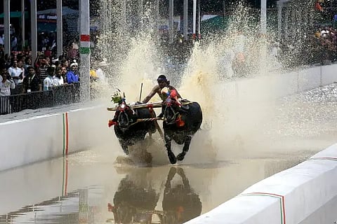 Kambala (1)